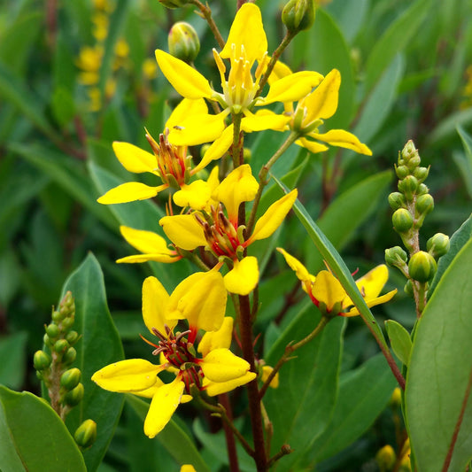 Thryallis | Extra Large 3 Gallon Plants | Galphimia glauca | Tropical Beauty | Year|Round Blooms