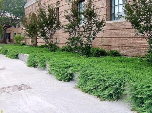 Juniper Blue Pacific | Live 4 Inch Pot | Juniperus conferta 'Blue Pacific' | Evergreen Ground Cover Plants | Drought|Tolerant Landscaping Shrub