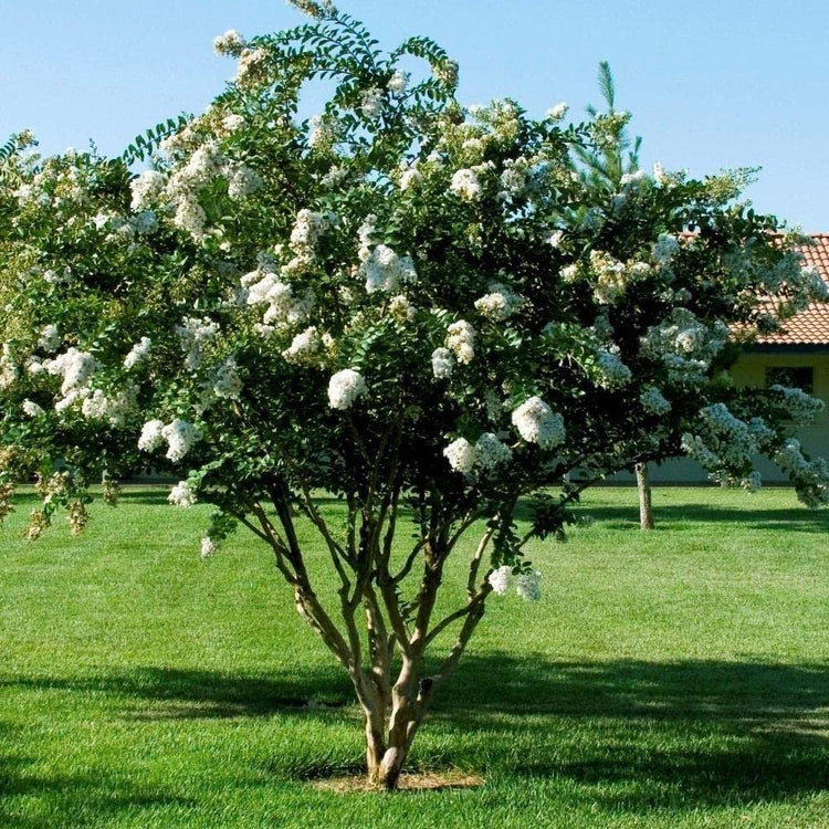 Crape Myrtle Natchez | Live Plants | Lagerstroemia Indica | Beautiful Low Maintenance White Blooming Flowering Tree