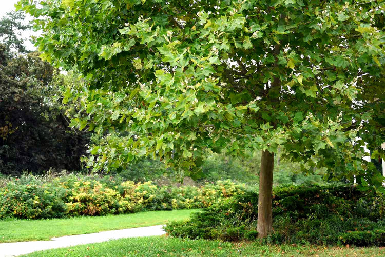 American Sycamore Tree | Live Plants | Platanus Occidentalis | Hardy, Fast|Growing, Shade Provider | Perfect for Landscaping and Outdoor Decor