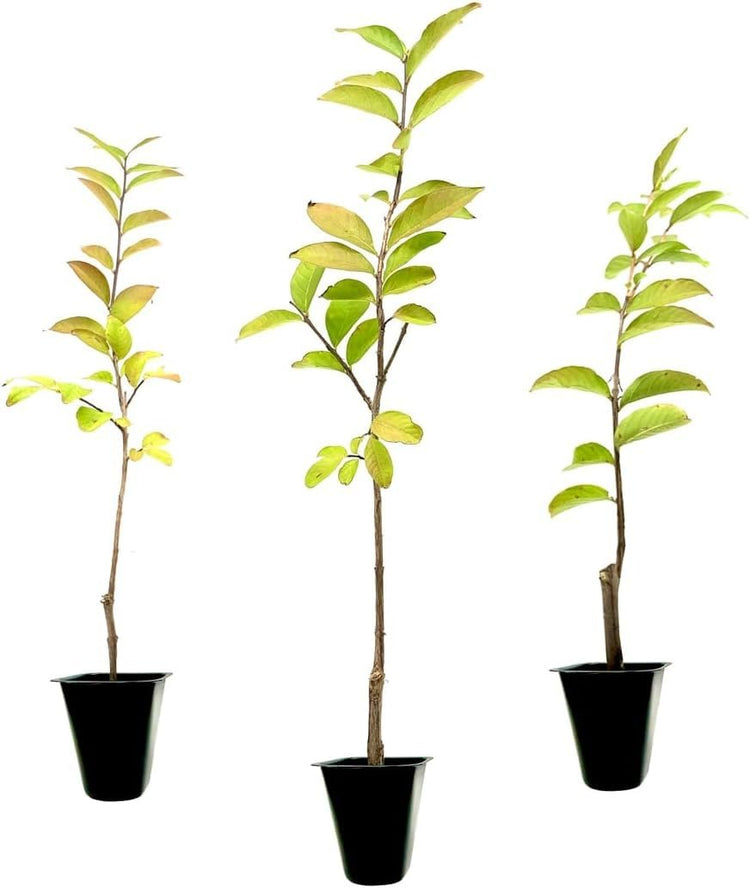 Crape Myrtle Tonto | Live Plants | Fuchsia Red/Pink Blooms, Premium Live Plant, Ornamental Shrub for Captivating Garden Accents