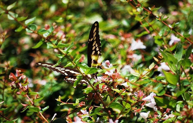 Abelia Grandiflora Edward Goucher | Live Plants | Flowering Deer Resistant Butterfly Attracting Shrub
