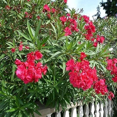 Oleander Red Plants | Live Plants | Nerium Oleander | Vibrant Red Blooms | Ideal for Outdoor Landscaping | Hardy & Low|Maintenance | Attracts Pollinators | Perfect for Hedges & Borders
