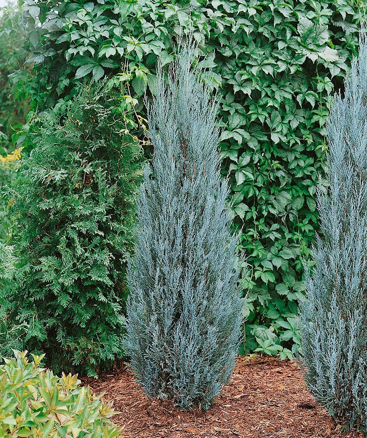 Blue Arrow Juniper | Live Gallon Size Tree | Juniperus Scopulorum | Formal Evergreen Privacy Screening Plants