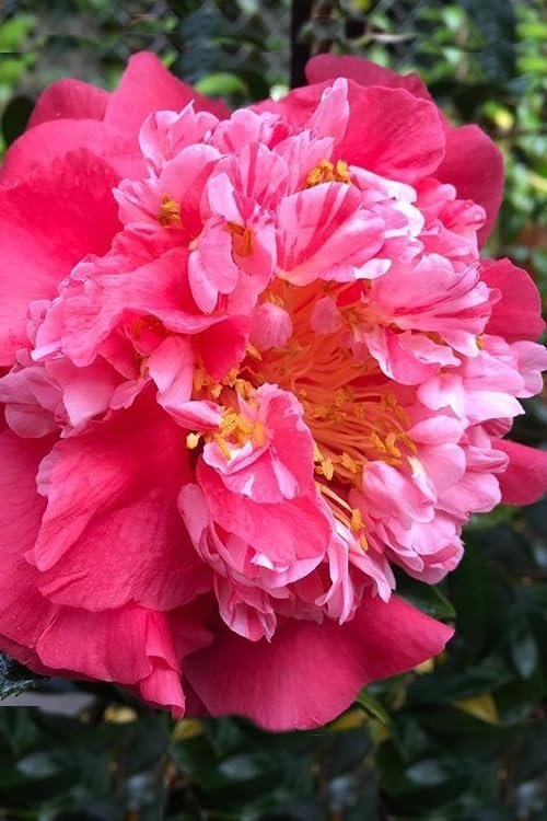 Camellia Japonica Laura Walker I Extra Large 3 Gallon Plant I Red & White Variegated Leaf Deep Red & White Striped Blooms, Live Plant for Home & Garden