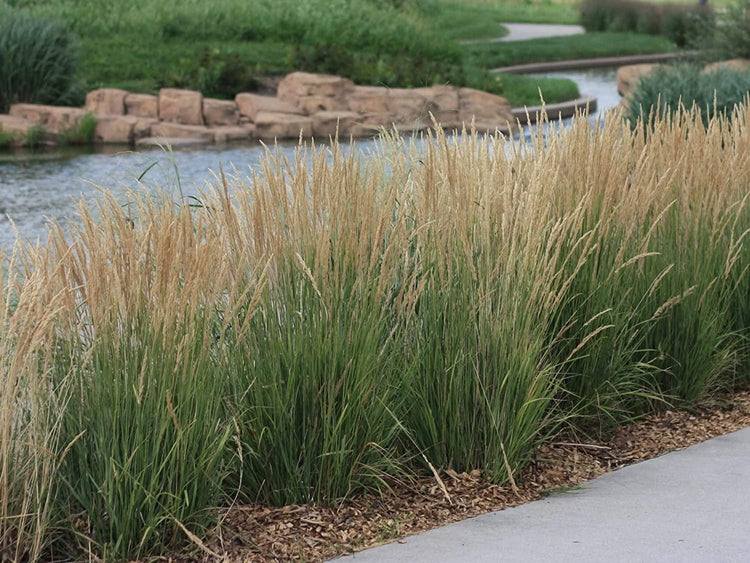 Feather Reed Grass Karl Foerster | Live Plants | Calamagrostis X Acutiflora | Drought Tolerant Cold Hardy Low Maintenance Ornamental Grass