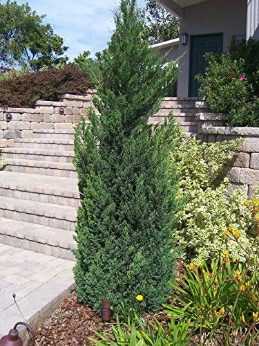 Blue Point Juniper | Live Trees | Juniperus Chinensis | Evergreen Screening Plant