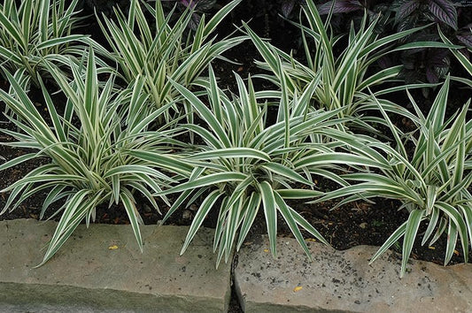 Flax Lily Dianella | Extra Large 3 Gallon Plants | Dianella tasmanica | Hardy Perennial | Shade Tolerant
