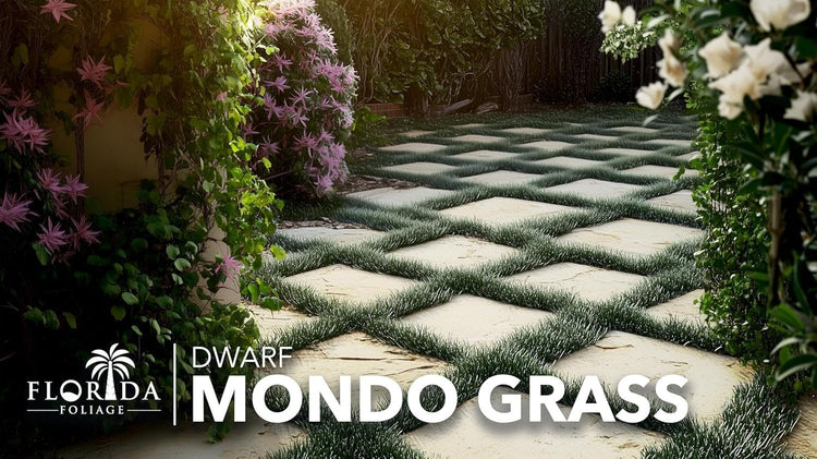 Dwarf Mondo Grass | Large 4 Inch Pots | Ophiopogon Japonicus Nanus | Live Evergreen Shade Loving Groundcover