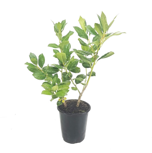 Ilex Nellie R. Stevens Holly | Live Quart Size Tree | Evergreen Privacy Shrub | Red Berries