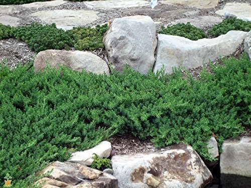 Juniper Blue Pacific | Live Plants | 2" Pot Size | Evergreen Ground Cover 'Shore Juniper'