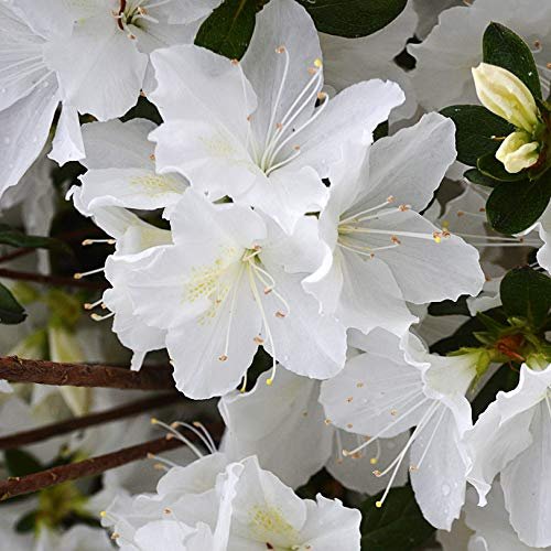 Azalea GG Gerbing | Live Plants | White Flowering Rhododendron