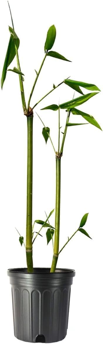Oldhamii Bamboo | Live Plant | Bambusa Oldhamii | Privacy Screen Bamboo | Fast|Growing Garden Foliage | Tall Decorative Landscape Specimen