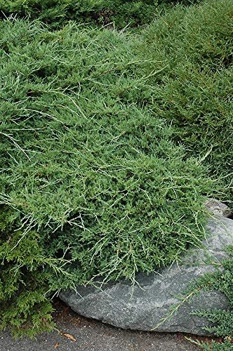 Juniper Sea Spray | Live 4 Inch Pot | Juniperus Chinensis | Drought Tolerant Cold Hardy Evergreen Groundcover Plants