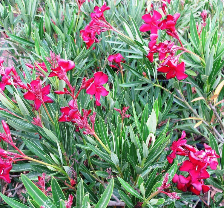 Oleander Red | Extra Large 3 Gallon Plants | Nerium Oleander | Stunning Landscape Addition | Sun|Loving Blooms