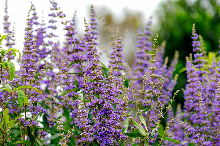 Chaste Tree | Large Gallon Size Pots | Vitex Agnus|Castus | Flowering Ornamental Shrub | Drought|Tolerant Garden Plants