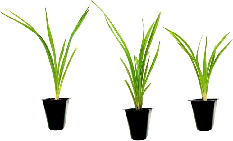 Daylily Stella D' Oro I Live 3 Inch Pots I Hemerocallis | Yellow Flowers I Rich Golden Blooms, Perennial Garden Jewel, Easy|to|Grow for Year|Round Beauty