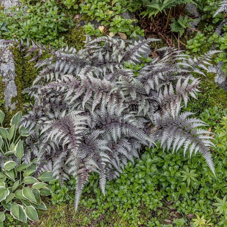 Japanese Painted Fern | Live Plants | Athyrium Niponicum | Shade Garden Essential | Lush Foliage Accent