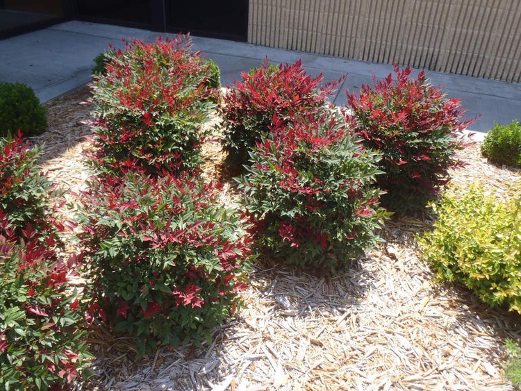 Nandina Domestica | Extra Large 3 Gallon Plants | Heavenly Bamboo | Vibrant Year|Round Color | Low Maintenance