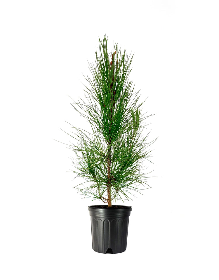 Slash Pine Tree | Large Gallon Size Pots | Pinus elliottii | Fast|Growing Evergreen | Landscape Shade Plants