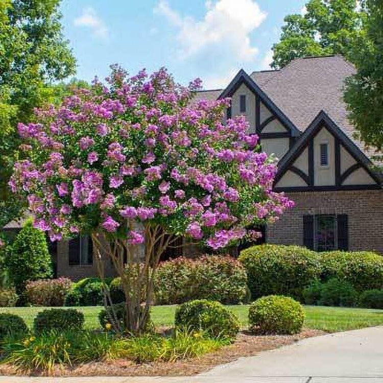 Catawba Crape Myrtle Rich Purple Blooms | Live Plants | Drought & Heat Tolerant, Ideal for Year|Round Garden Beauty