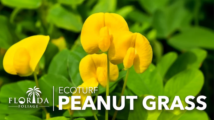 EcoTurf Perennial Peanut Grass | Large Gallon Size Plant | Arachis Glabrata | Live Ground Cover for Sustainable Landscaping, Drought|Tolerant