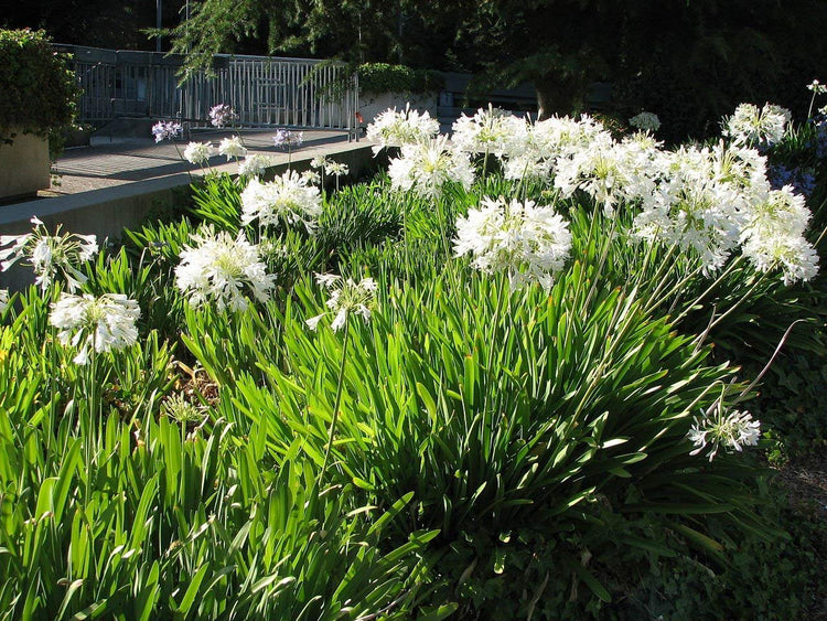Agapanthus Getty White | Live Plants | Blooming Groundcover Grass