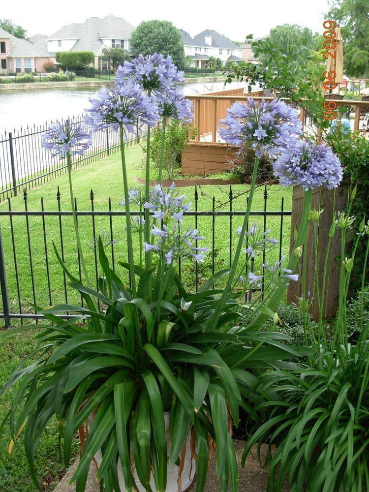 Agapanthus Africanus 'Lily of The Nile' | Live Plants | 2" Pot Size | Blooming Groundcover