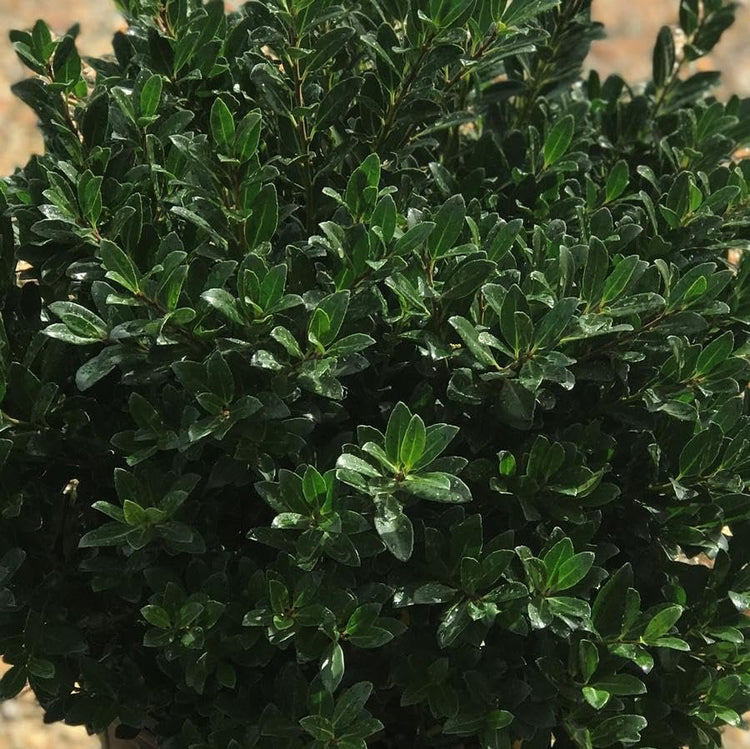 Hoogendoorn Holly Shrub I Live Plants I Ilex Crenata | Lustrous Evergreen for Hedging, Privacy Screens, and Decorative Accents