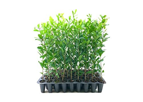 Southern Live Oak Tree | Quercus Virginiana | Live Plants | Durable Picturesque Shade Tree | Dark Green Foliage