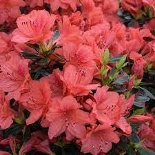 Azalea Fashion | Extra Large 3 Gallon Plants | Vibrant, Healthy, & Blooming, Perfect for Indoor/Outdoor Decor, Easy|Care Flowering Shrub, Ideal Gift for Garden Enthusiasts
