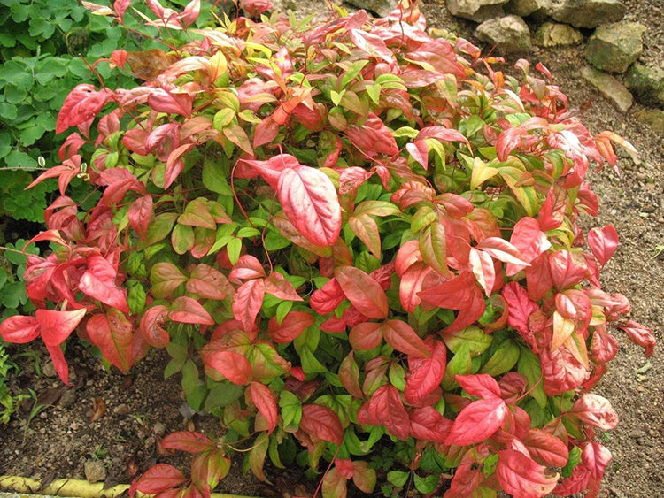 Firepower Heavenly Bamboo | Large Gallon Size Plants | Nandina Domestica | Brilliant Colorful Low Maintenance Foliage