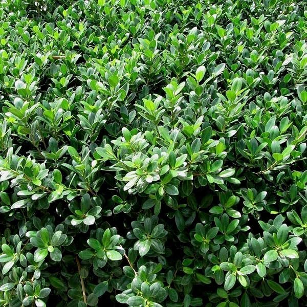 Green Island Ficus | Live Plants | Ficus Microcarpa | Lush Indoor/Outdoor Ornamental Plant | Easy Care & Fast Growing | Perfect for Home, Garden, & Office Decor