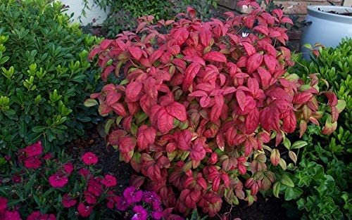 Firepower Heavenly Bamboo | Large Gallon Size Plants | Nandina Domestica | Brilliant Colorful Low Maintenance Foliage