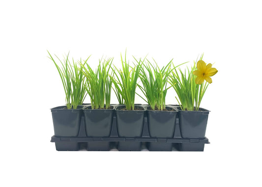Florida Foliage Daylily Yangtze | Live 4 Inch Pots | Hemerocallis Plants | Beautiful Low Maintenance Blooming Groundcover