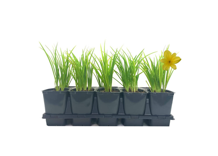 Florida Foliage Daylily Yangtze | Live 4 Inch Pots | Hemerocallis Plants | Beautiful Low Maintenance Blooming Groundcover