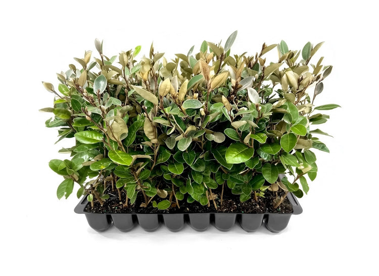 Elaeagnus Pungens I Live Plants I Thorny Olive I Hardy Evergreen Shrub with Fragrant Blooms, Perfect for Hedges, Screening & Ornamental Garden Display