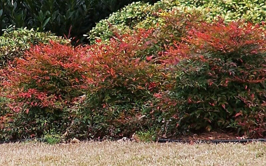 Nandina Gulfstream | Extra Large 3 Gallon Plants | Nandina Domestica 'Gulfstream' | Year|Round Colorful Foliage | Garden Accent