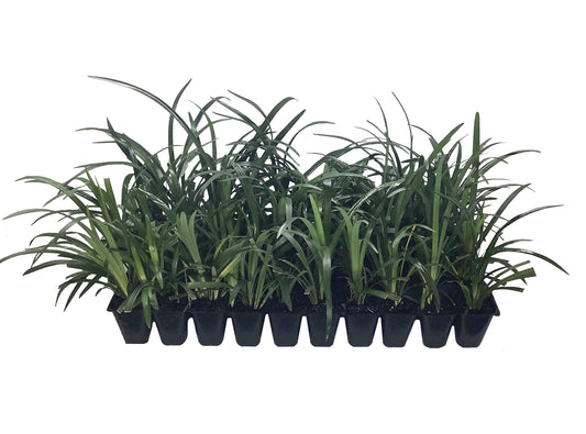 Super Blue Liriope Muscari | 40 Live Plugs | Ground Cover Grass Plants