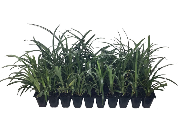 Super Blue Liriope Muscari | 40 Live Plugs | Ground Cover Grass Plants