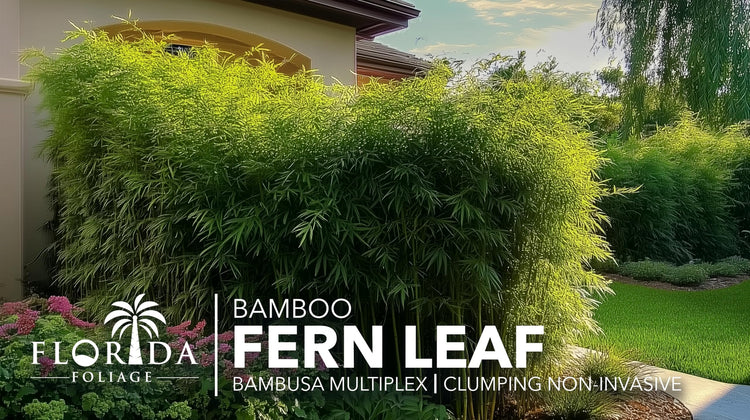 Fern Leaf Bamboo | Live Plants | Bambusa Multiplex | 6 Inch Pot | Non|invasive Clumping Privacy Hedge
