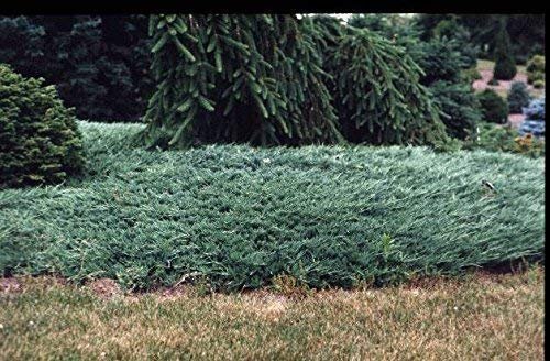 Juniper Bar Harbor | Live Plants | Juniperus Horizontalis | Drought Tolerant Cold Hardy Evergreen Ground Cover