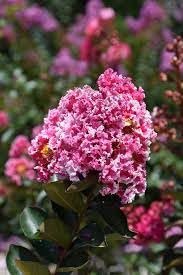 Crape Myrtle Raspberry Sundae | Extra Large 3 Gallon Plant | Dual|Color Red & Pink Blooms, Live Plant, Stunning Bicolor Ornamental Shrub for Eye|Catching Garden Displays