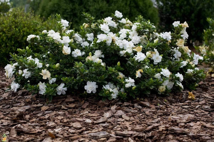 Frostproof Gardenia | Live Plants | Fragrant Blooming Shrub | Gardenia Jasminoides