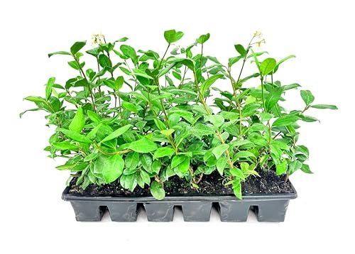 Confederate Jasmine Plants | Live 4 Inch Pots | Trachelospermum Jasminoides | Flowering Vine | Outdoor Garden