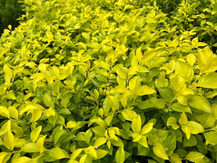 Duranta Gold Mound | Live Quart Size Plants | Duranta Erecta 'Gold Mound' | Vibrant Foliage | Landscape Accent Shrub Hedge