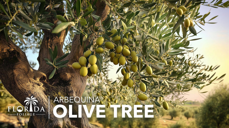 Arbequina Olive Tree | Live Gallon Size Pots | Grow Your Own Olives Indoors