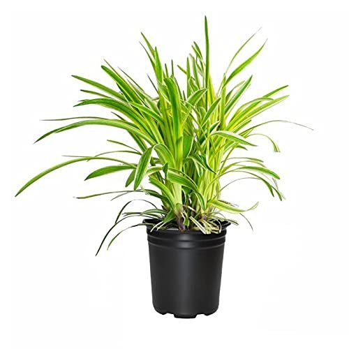 Variegated Liriope Muscari Silvery Sunproof | Large Quart Size Plants | Live Blooming Evergreen Groundcover