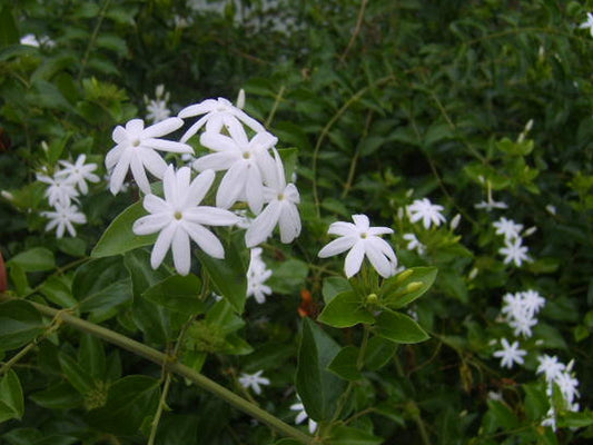 Downy Jasmine | Live Plants | Jasminum Multiflorum | Beautiful Blooming Vine|Like Shrub