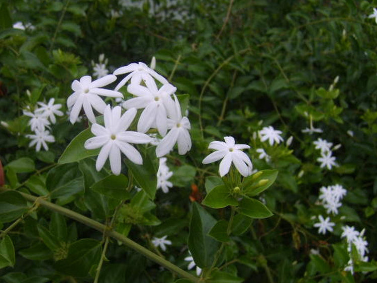 Downy Jasmine | Live Plants | Jasminum Multiflorum | Beautiful Blooming Vine|Like Shrub